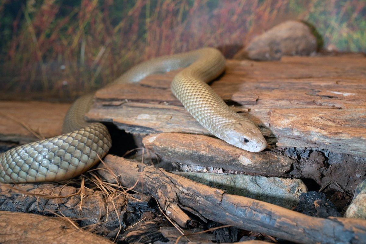 eastern brown snake is among the wild animals australia has on its land