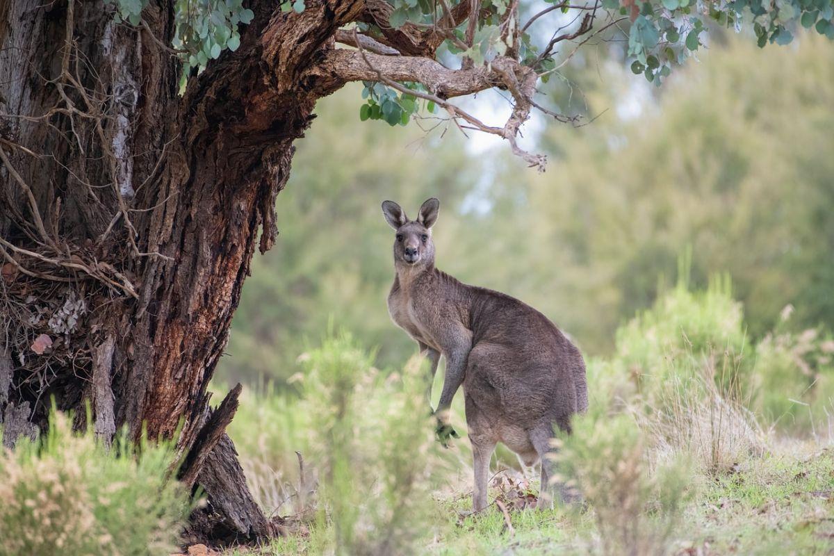 eastern gray kangaroo