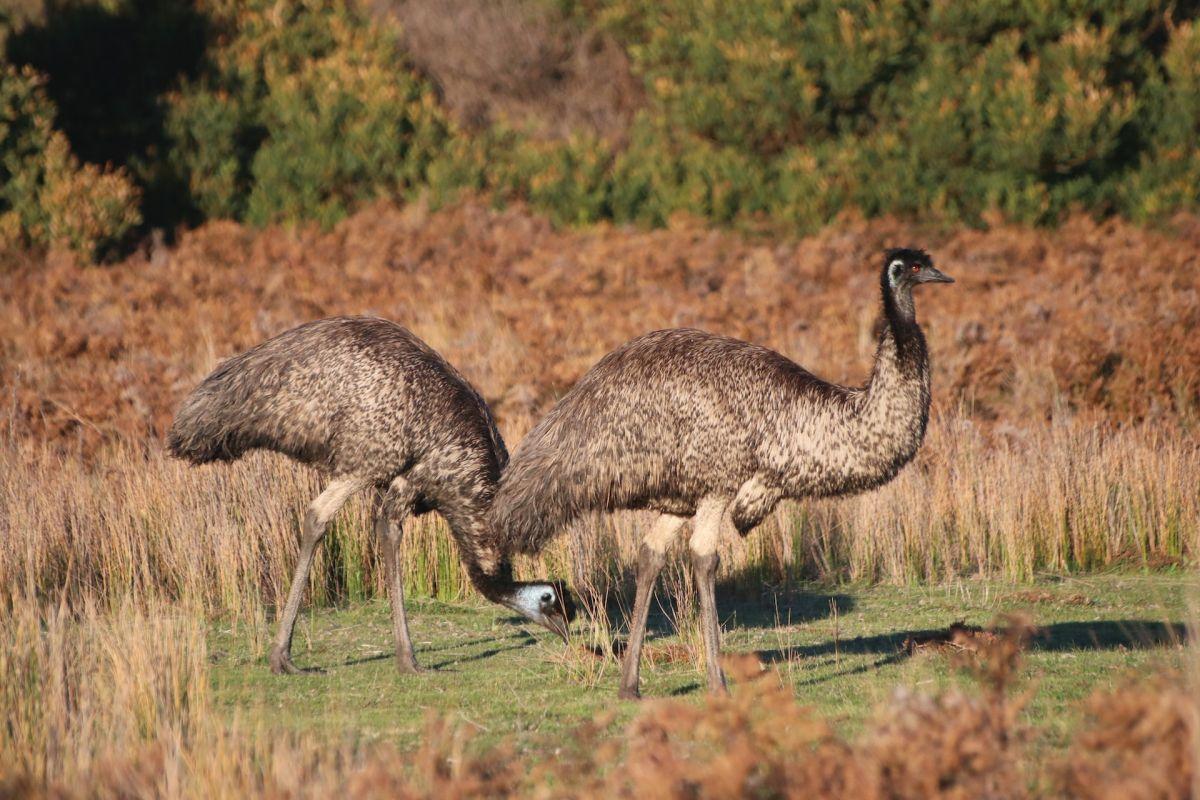 emu is a famous animal in australia
