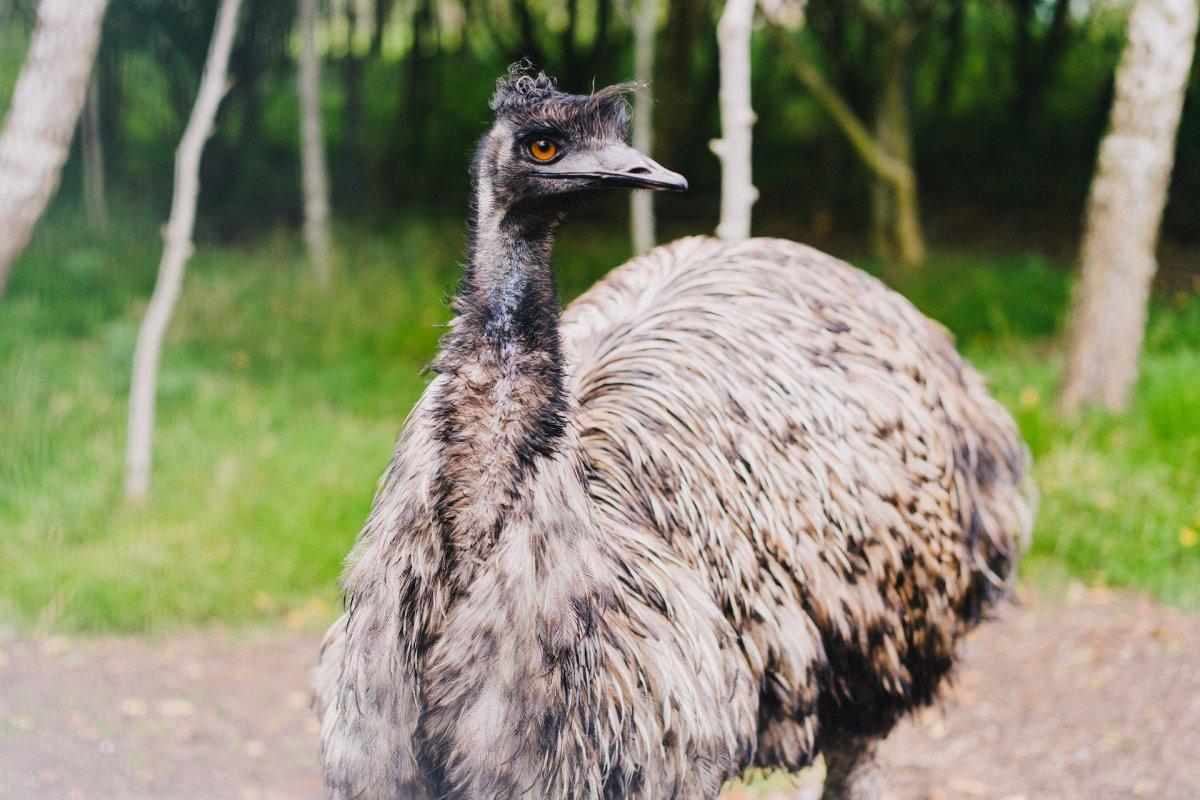 emu is one of the south australian native animals