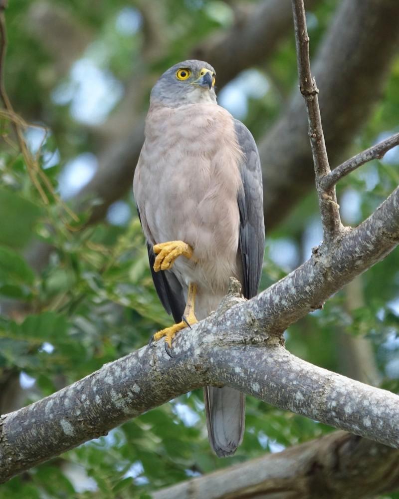 fiji goshawk is among the native animals of fiji