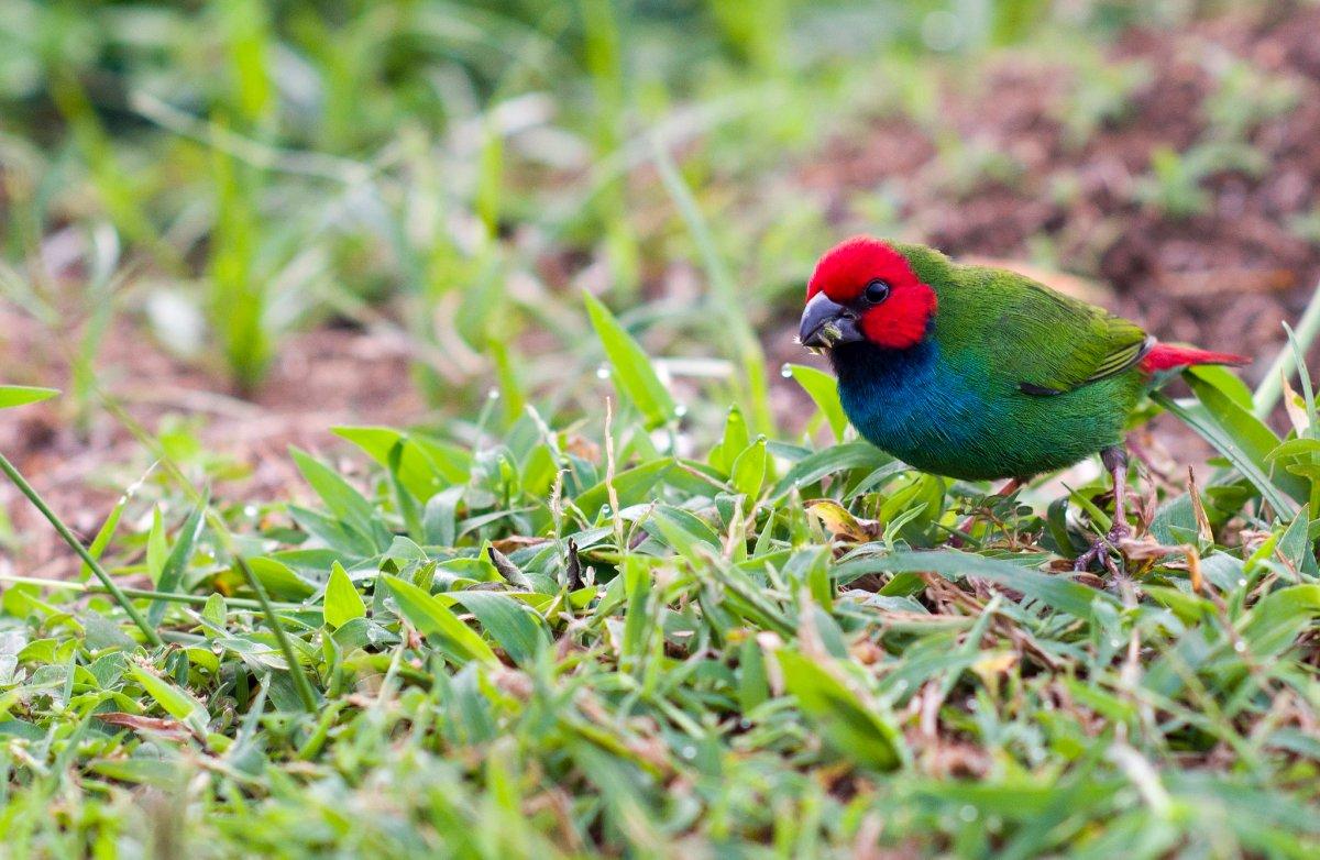 fiji parrotfinch is part of the fiji wildlife