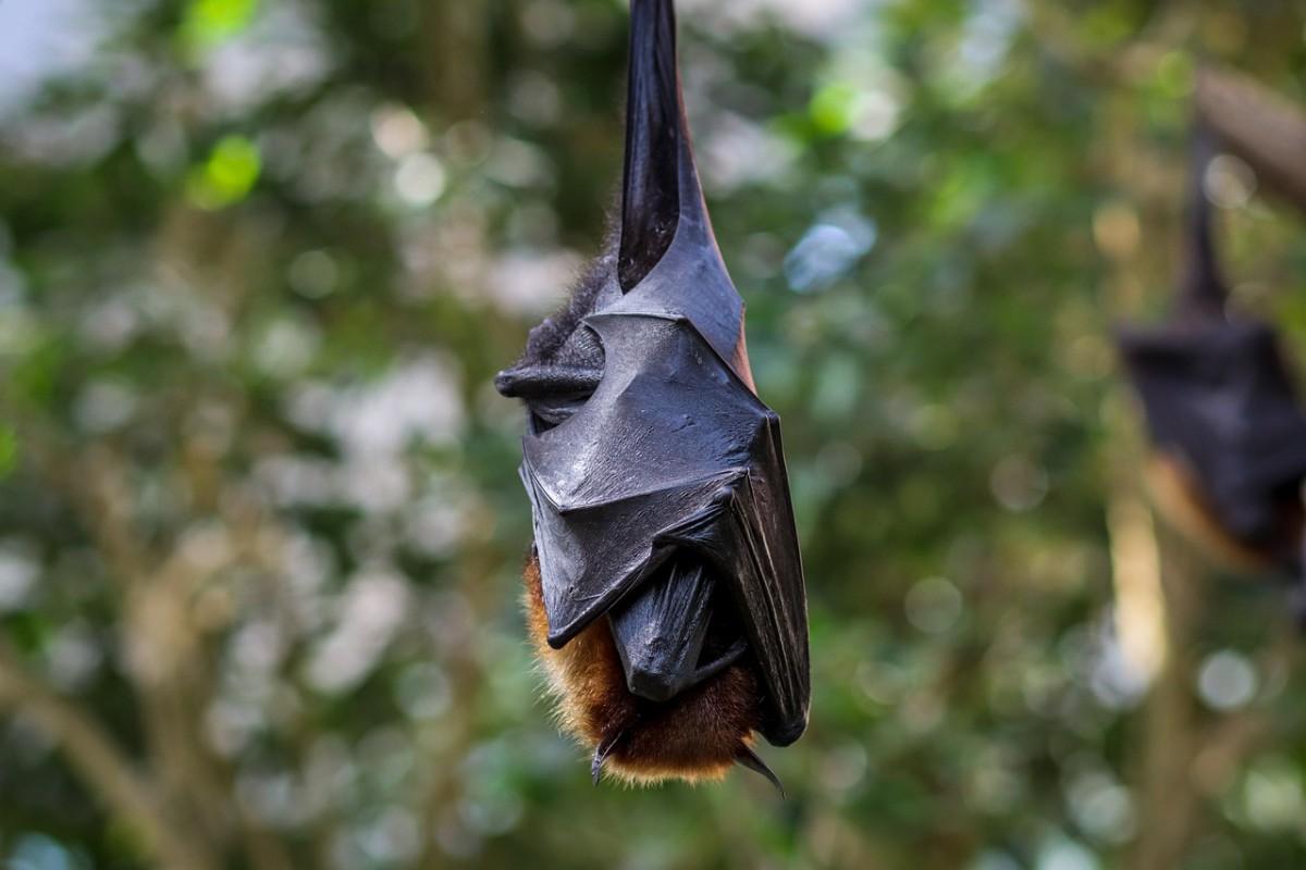 fijian monkey-faced bat is part of the wildlife in fiji