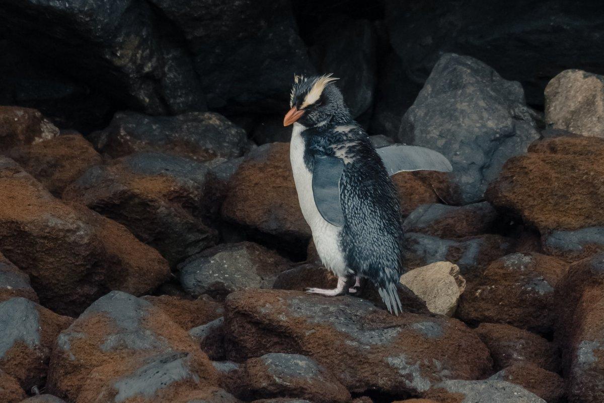 fiordland penguin is part of the wildlife of new zealand