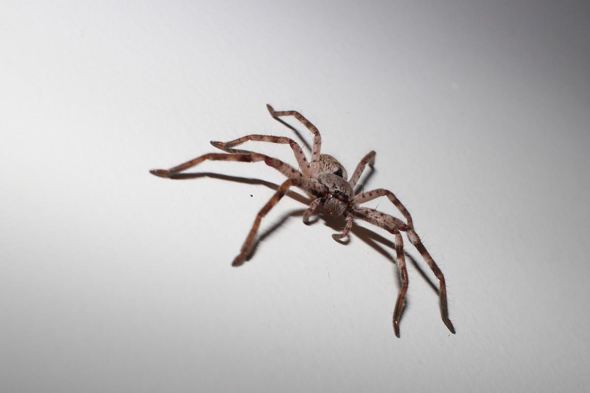 flat huntsman spider is part of the australia animals list