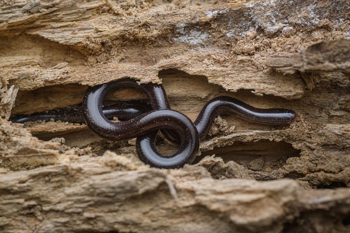 flowerpot snake