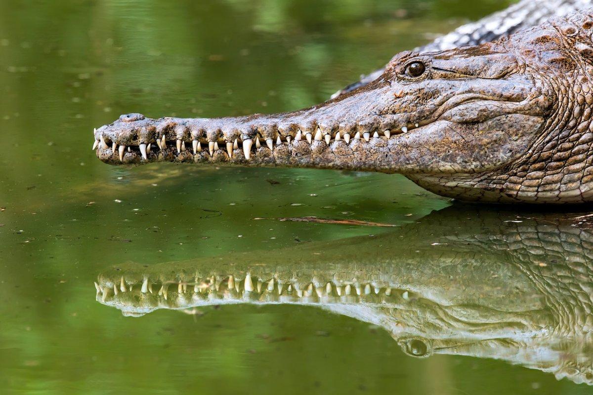 freshwater crocodile is part of the list of animals native to australia