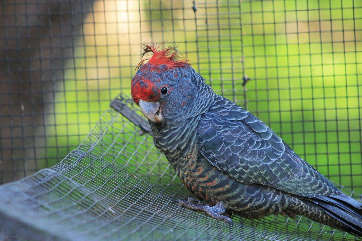 gang-gang cockatoo is among the native animals in australia