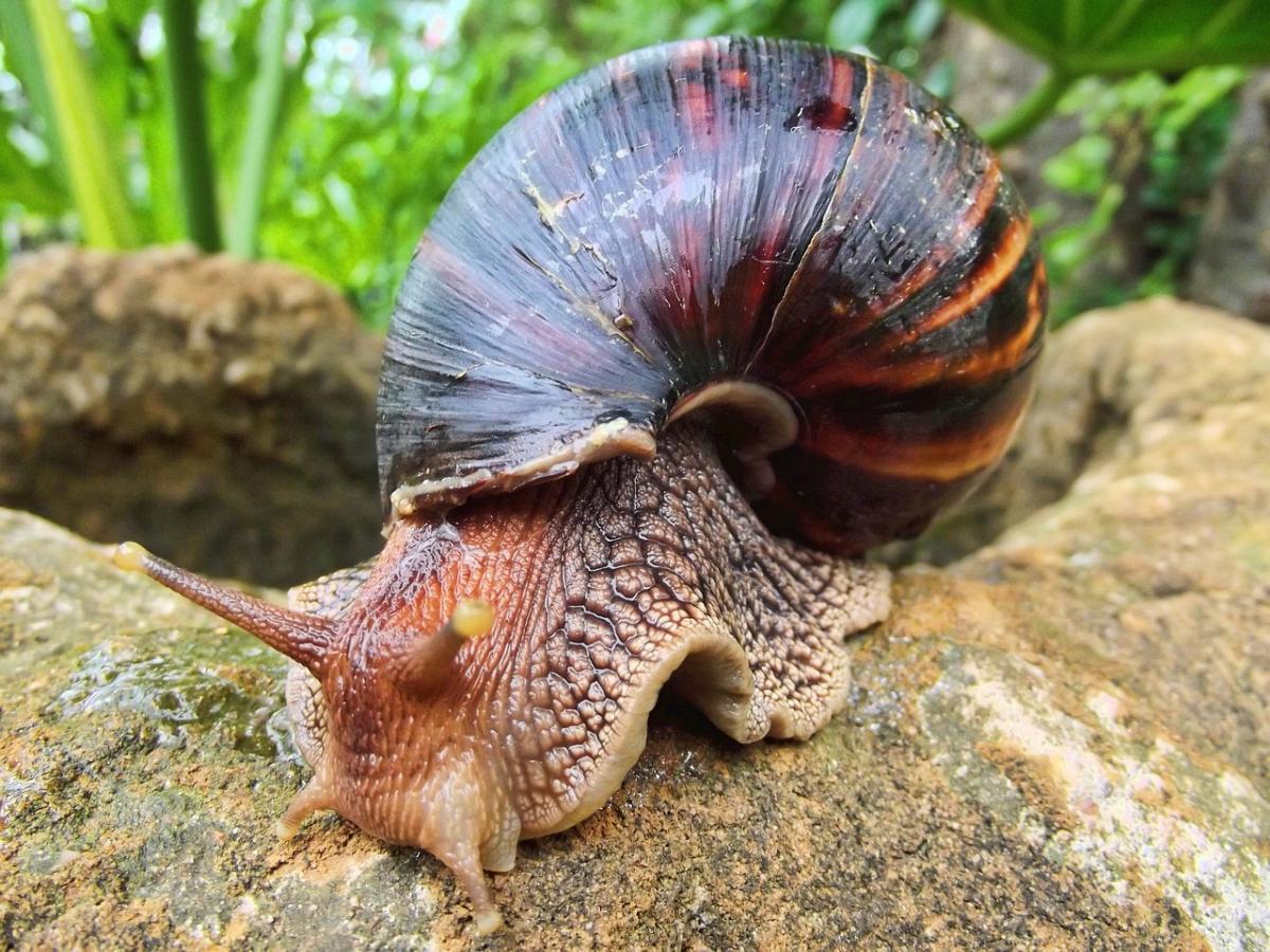 giant african land snail is one of the animals of vanuatu
