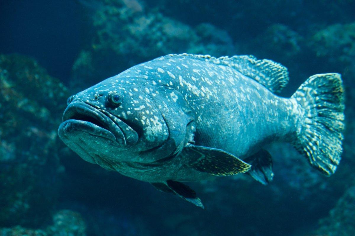 giant grouper is among the animals in queensland australia