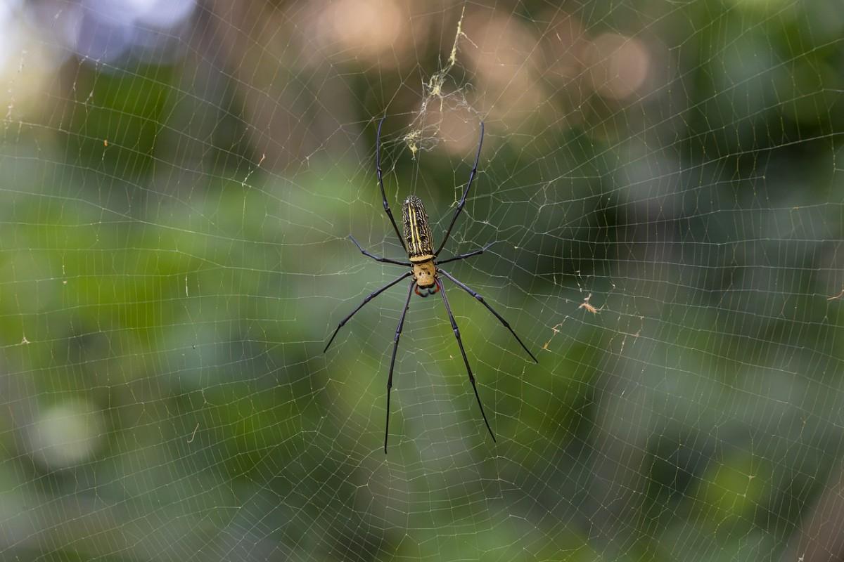 giant wood spider