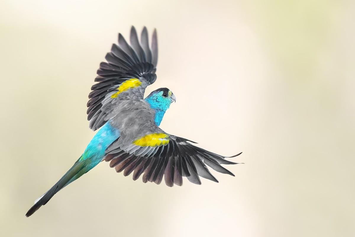 golden-shouldered parrot is one of the endangered animals in queensland