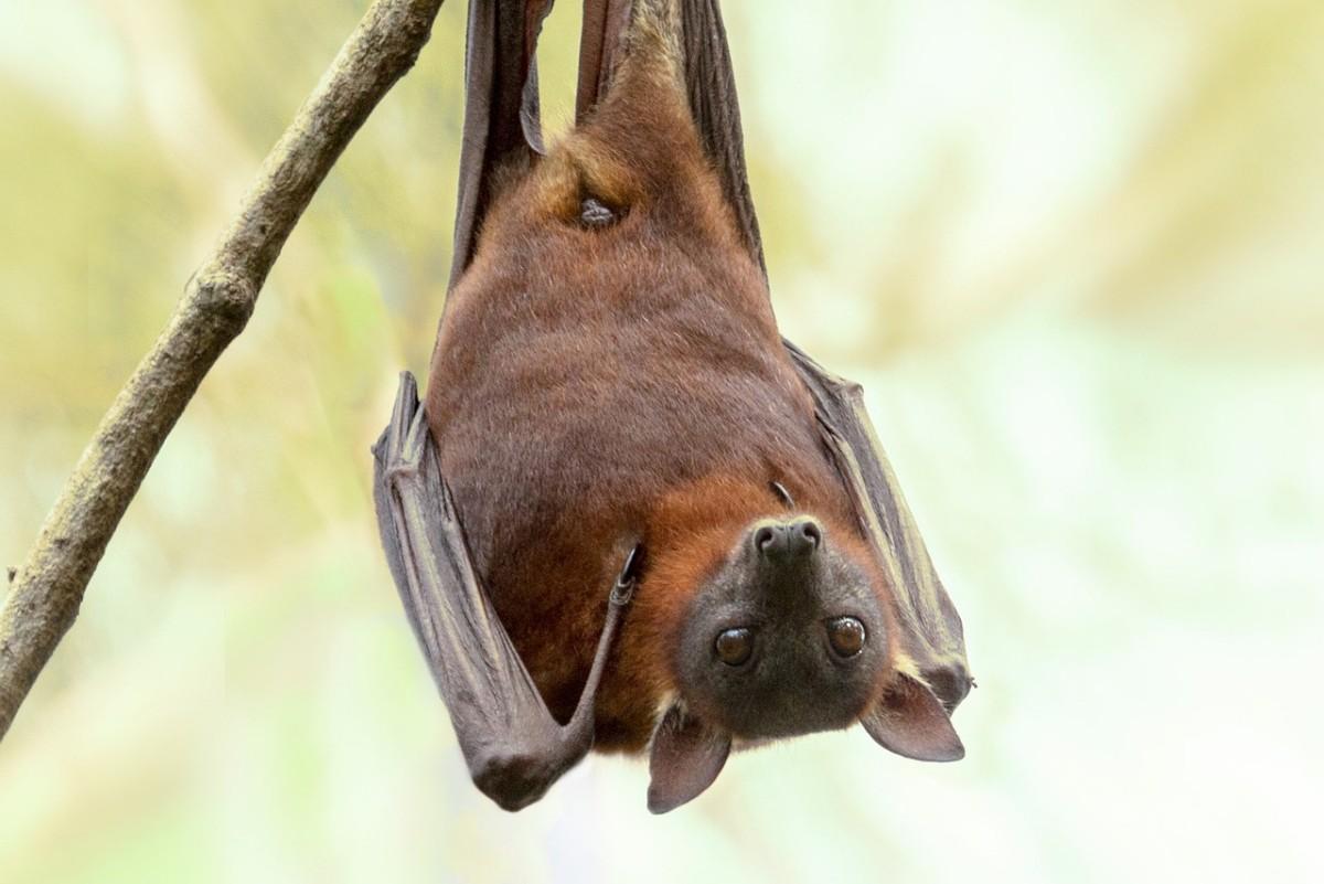 gray-headed flying fox is part of the wildlife in victoria