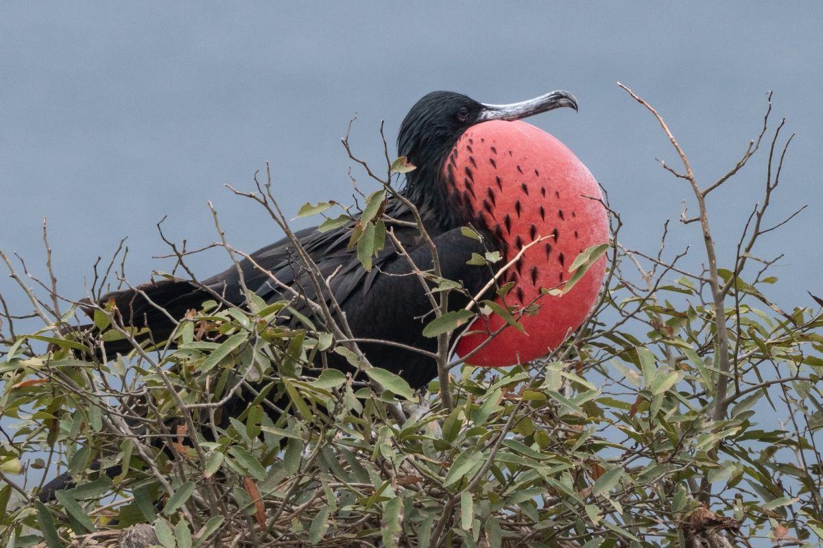 great frigatebird