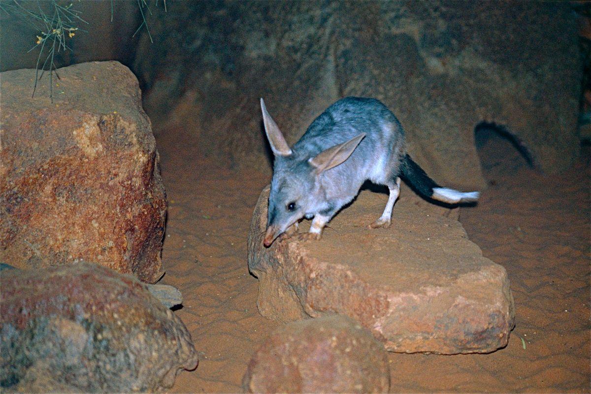 greater bilby