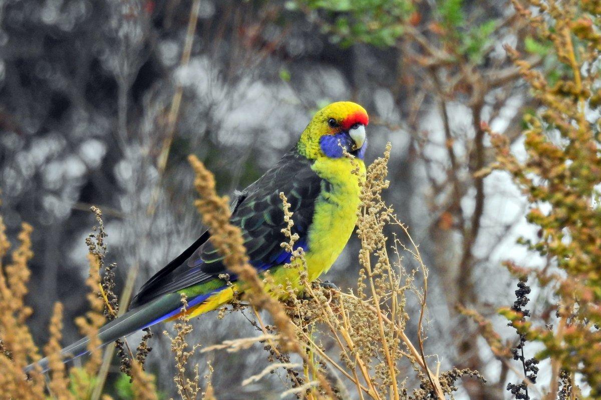 green rosella is part of the tasmania animals list