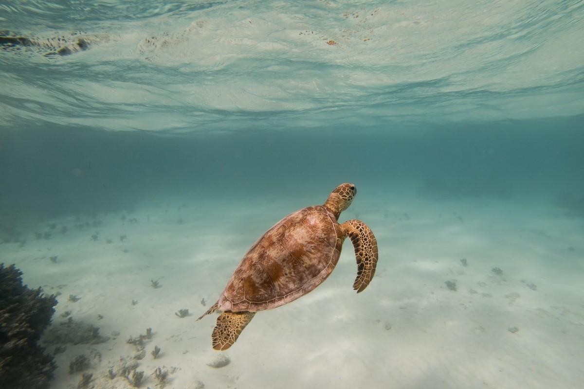 green sea turtle is among the animals in micronesia