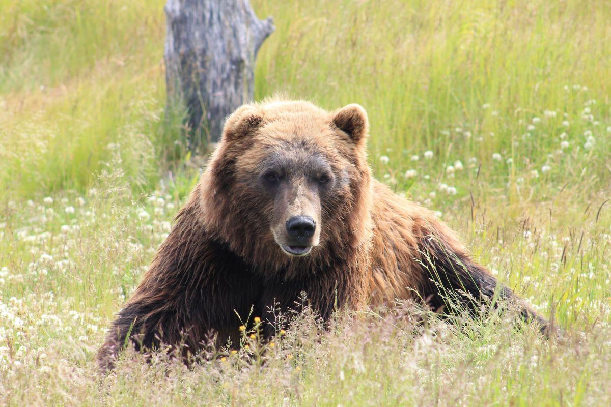 grizzly bear is one of the endangered animals in canada