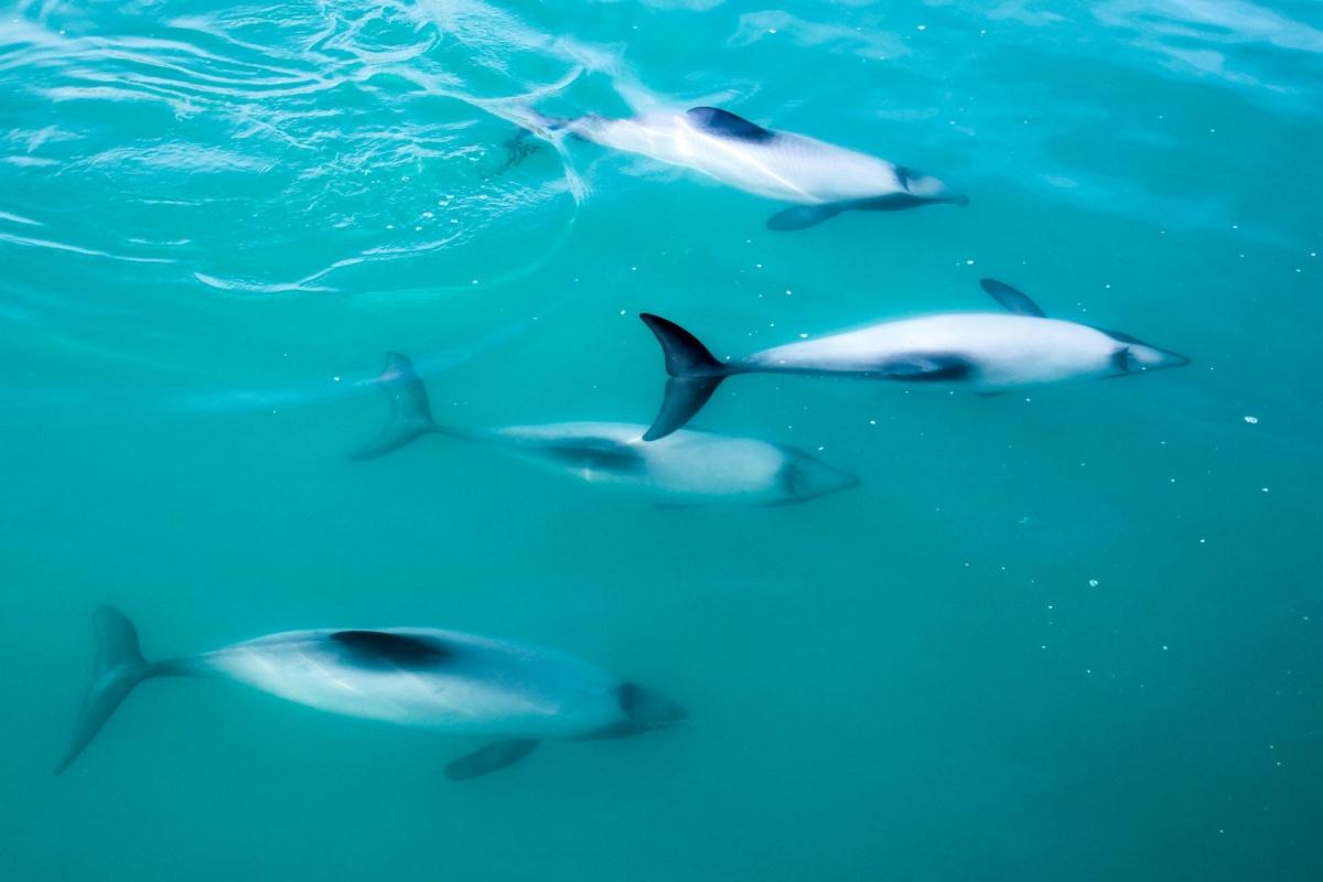 hector's dolphin is among the native new zealand animals