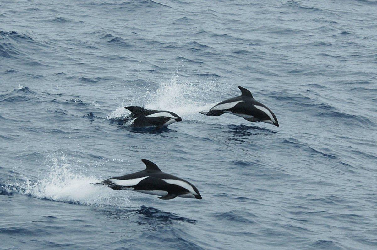 hourglass dolphin is one of the animals that live in new zealand