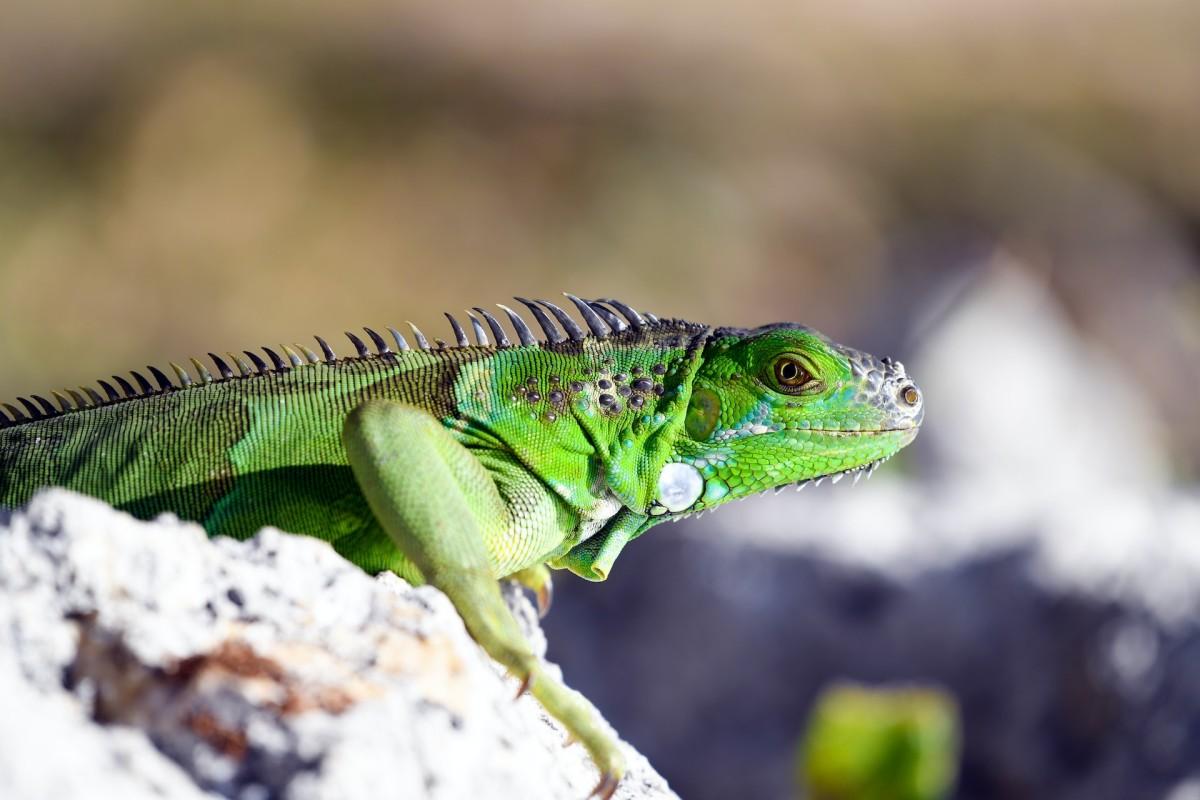 iguana is vanuatu national animal