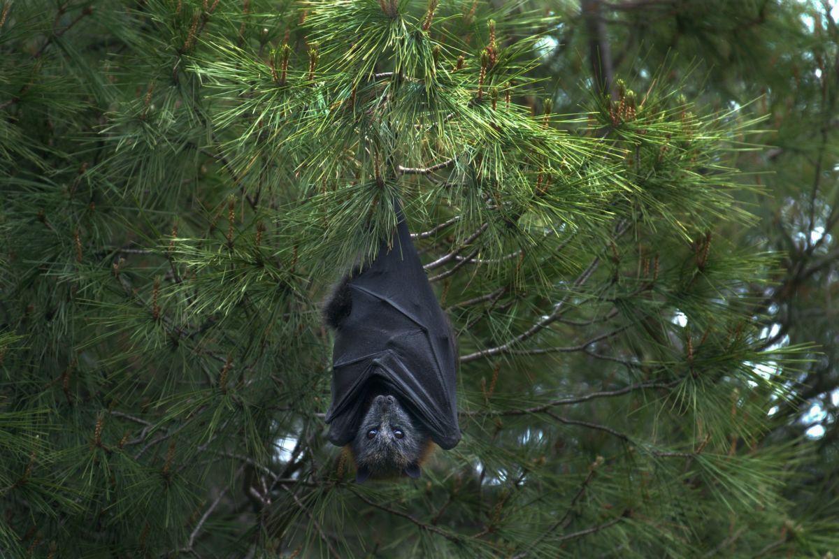 insular flying fox is part of the tonga wildlife