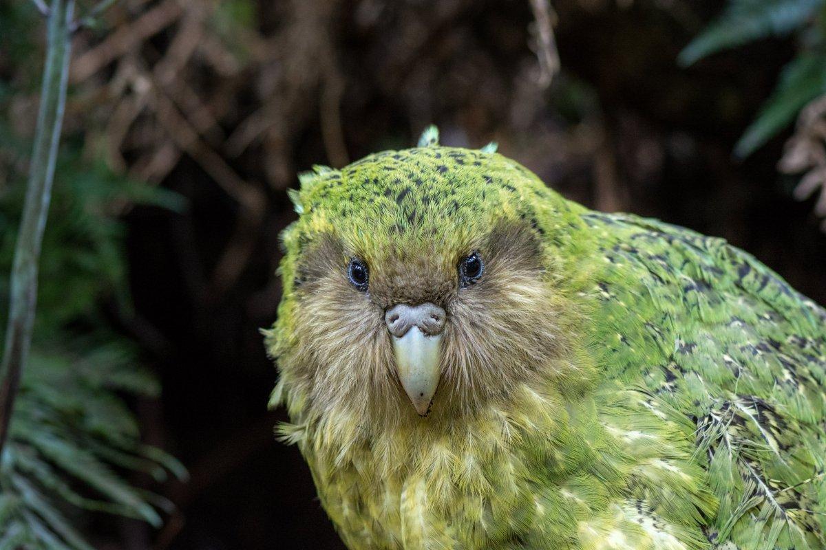 kakapo is one of the endangered new zealand animals