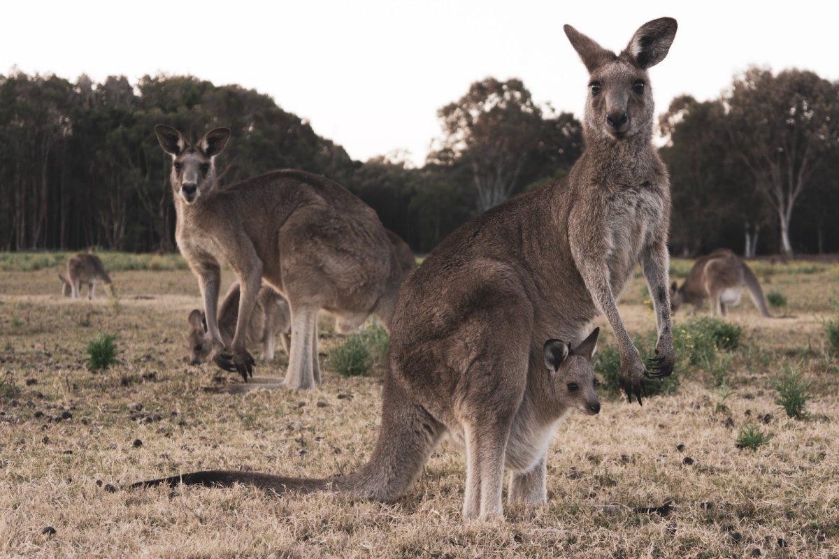 kangaroo is the national animal of australia