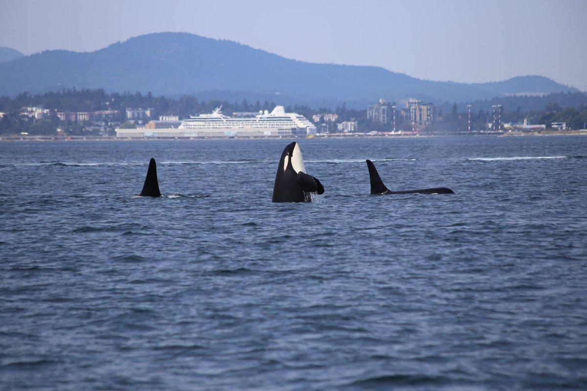 killer whale is one of the wild animals of canada