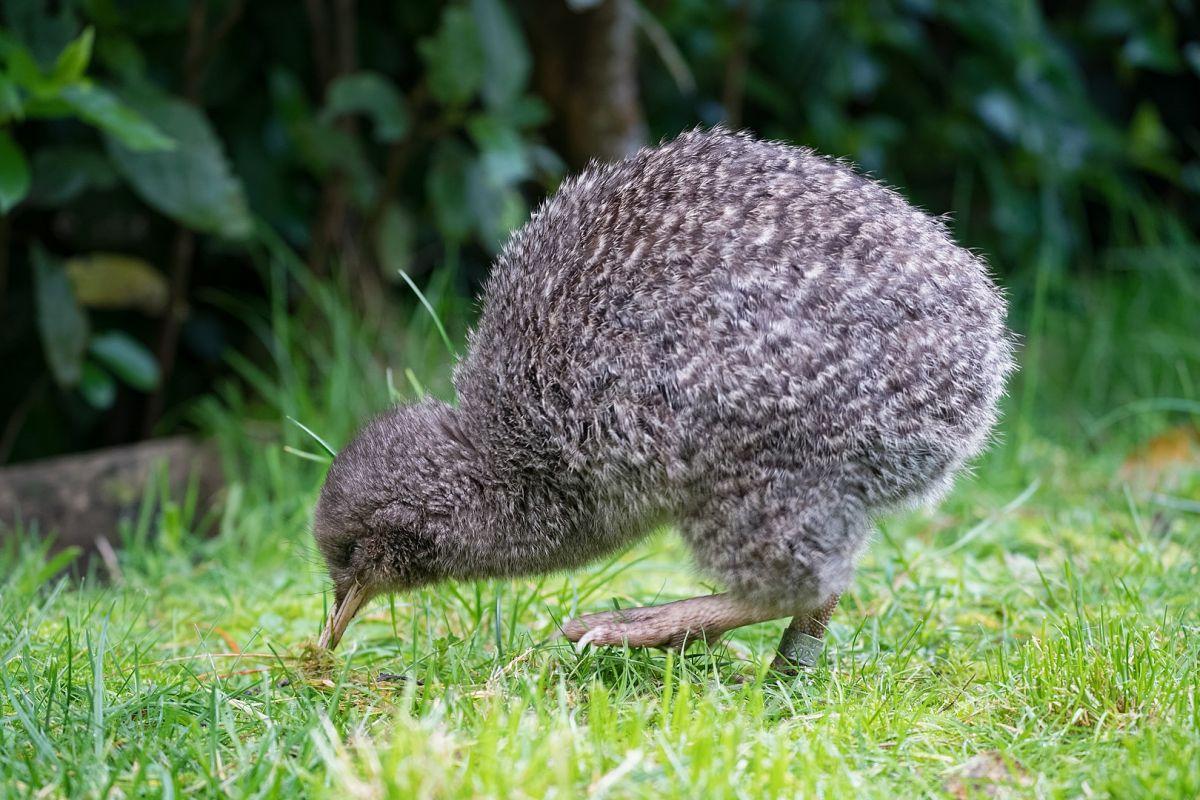 kiwi is one of the native animals of new zealand