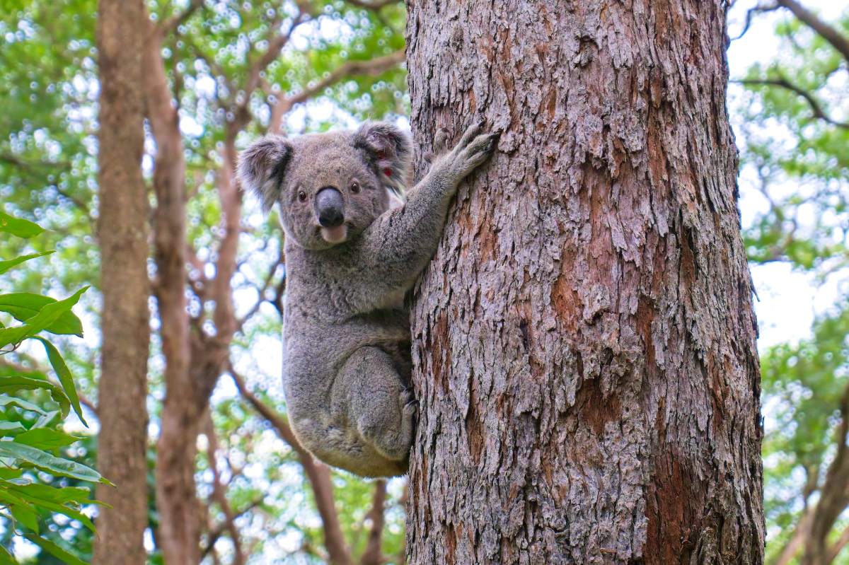 koala is among the south australia native animals