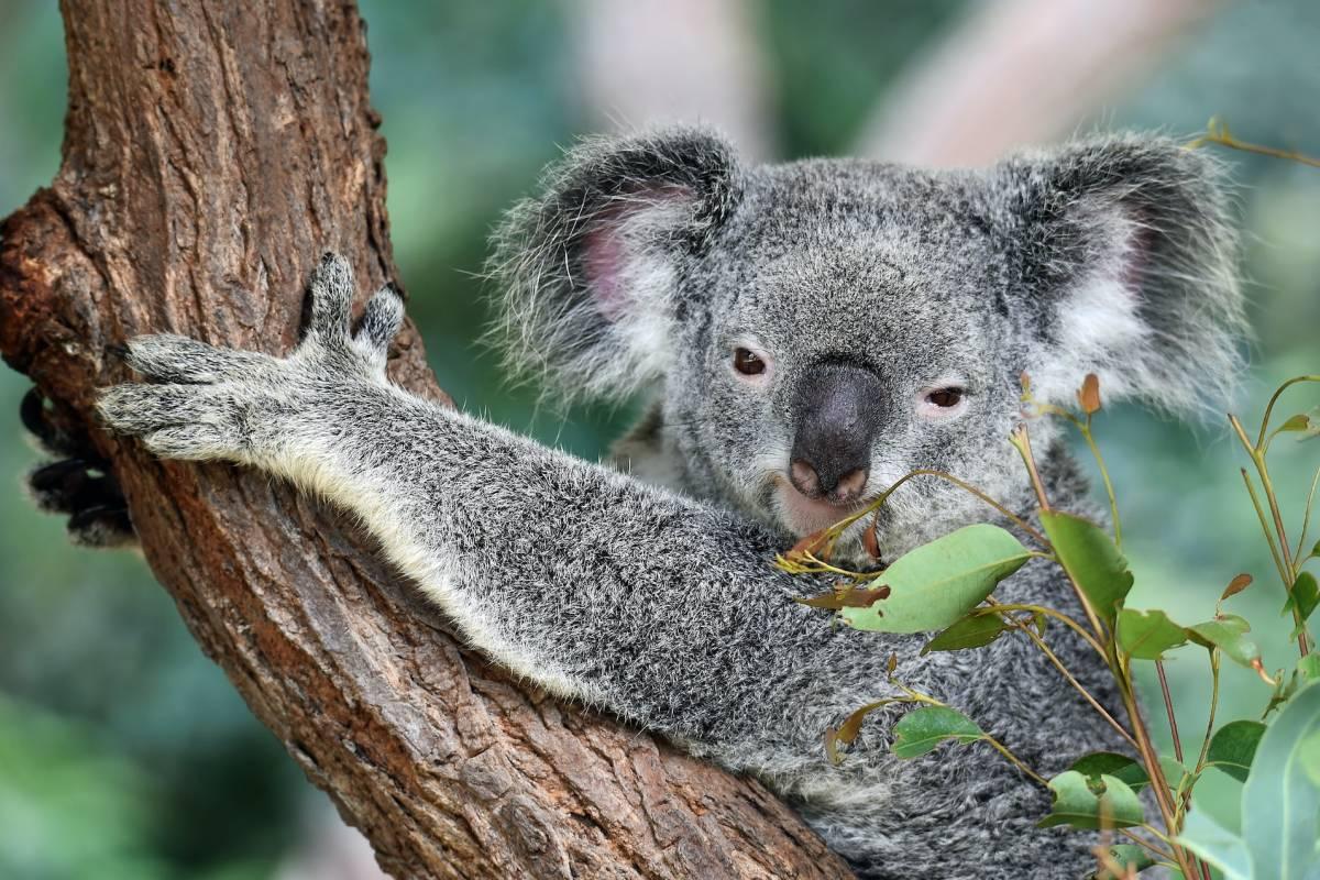 koala is in the popular animals from australia