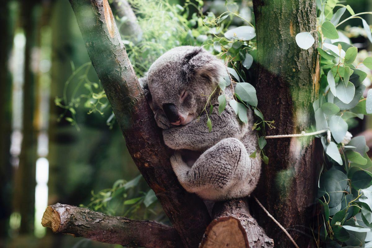 koala is queensland state animal