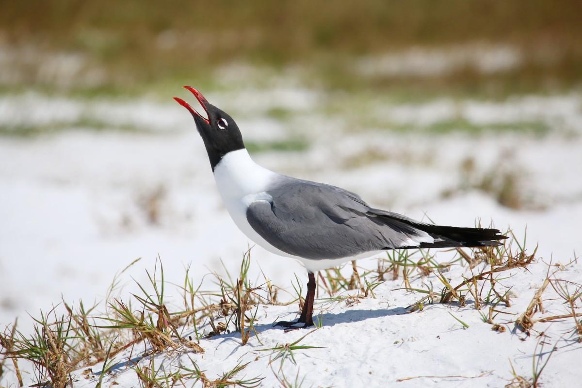 laughing gull is among the animals in marshall islands