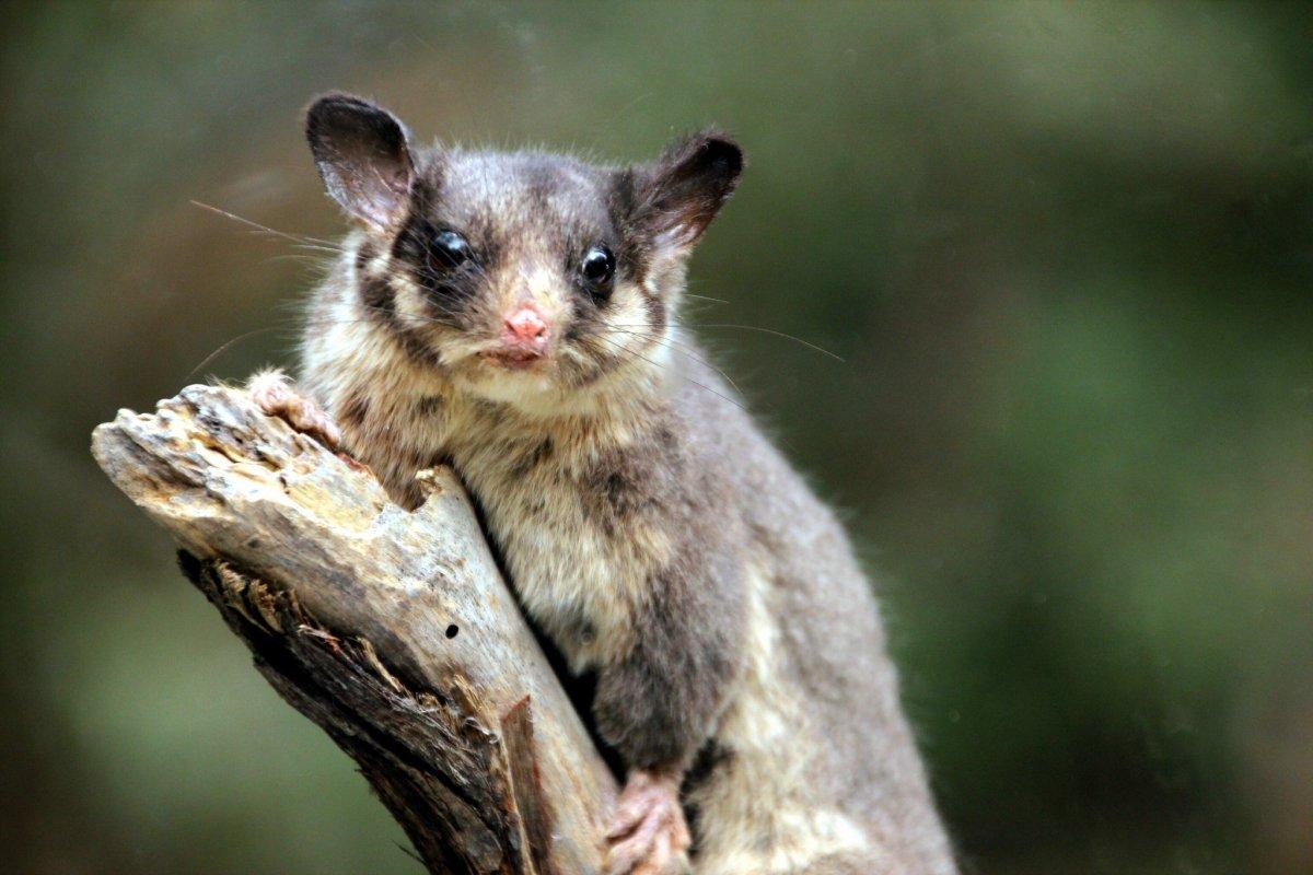 leadbeater’s possum is one of the animals in victoria australia