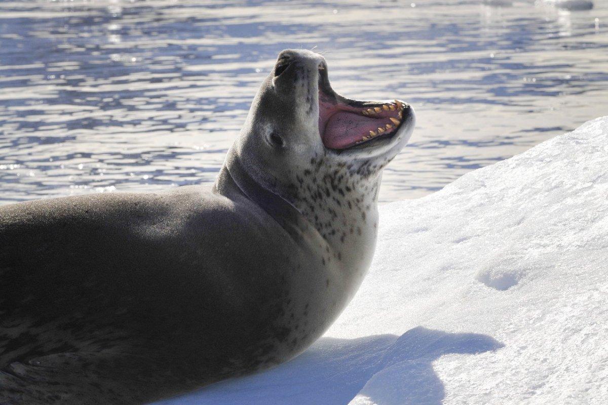 leopard seal is in the list of new zealand animals
