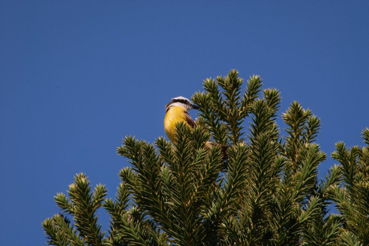 lesser kiskadee is suriname national animal