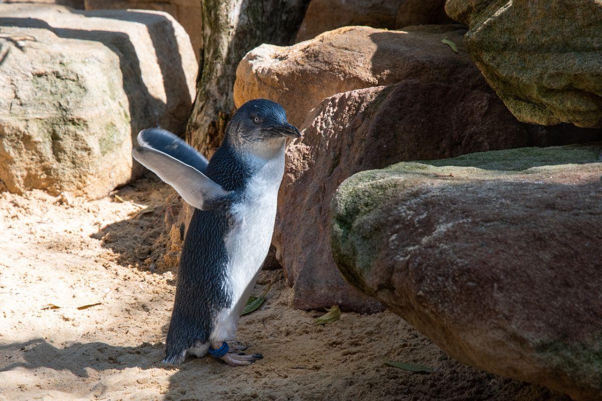 little penguin is one of the new zealand wild animals