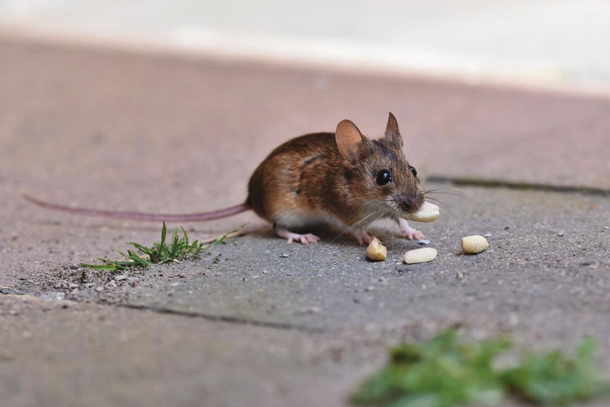 long-tailed mouse is a tasmania animal