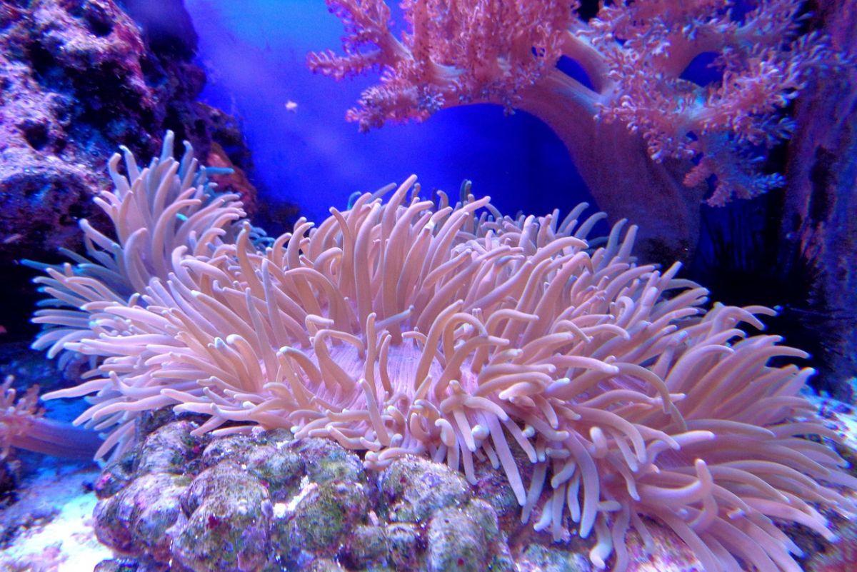 magnificent sea anemone