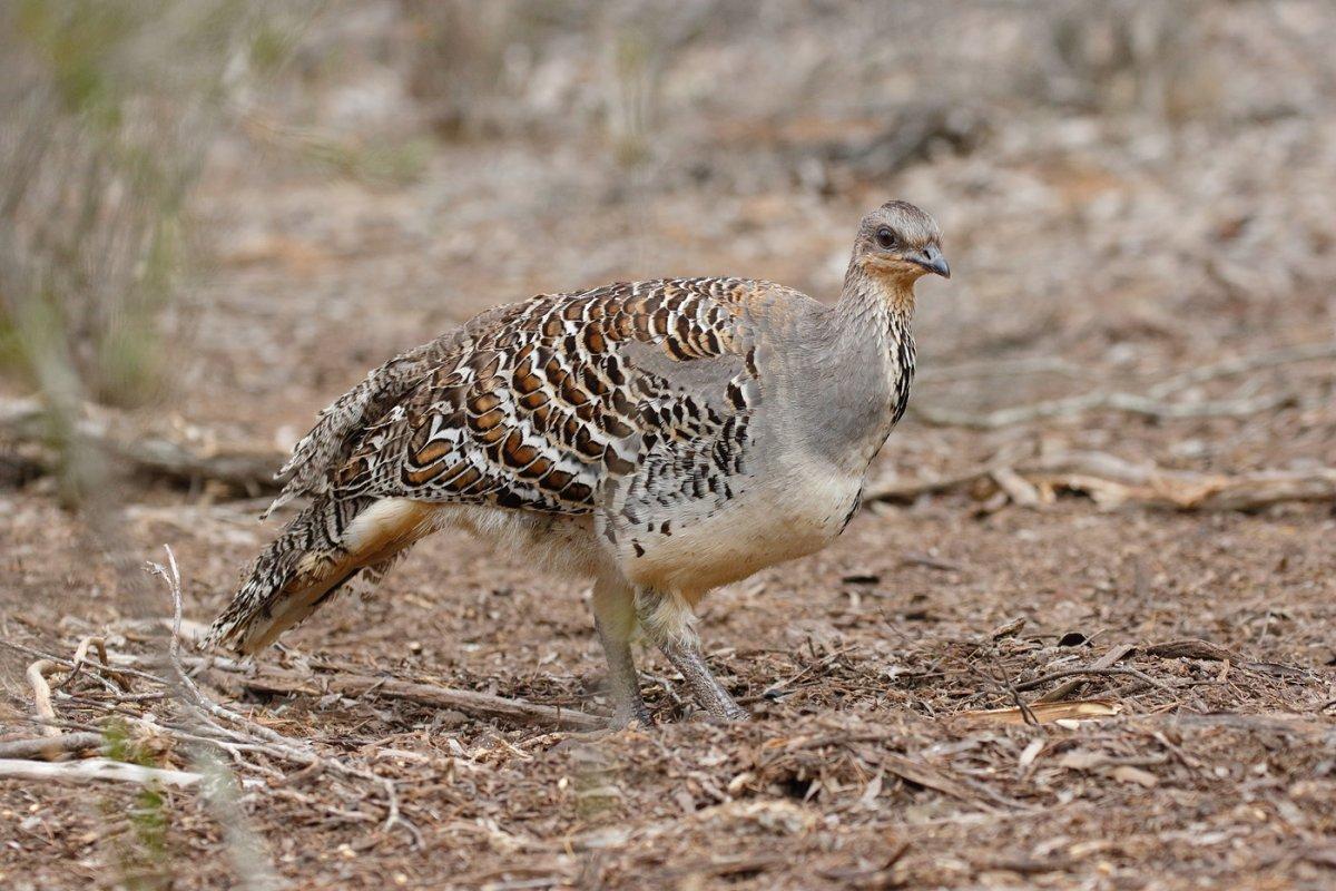 malleefowl is one of the animals in the great victoria desert