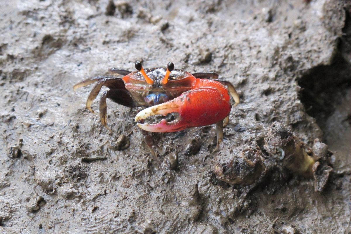 mangrove crab