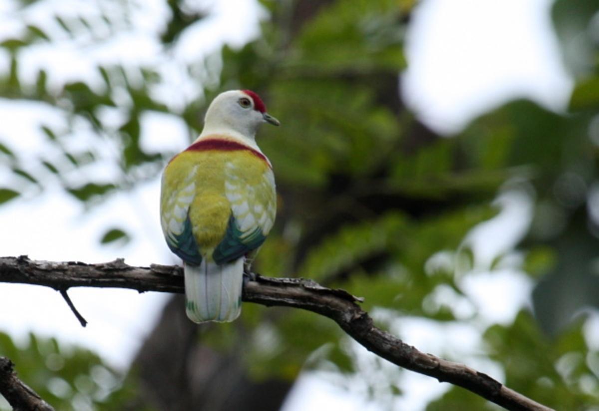 many-colored fruit dove