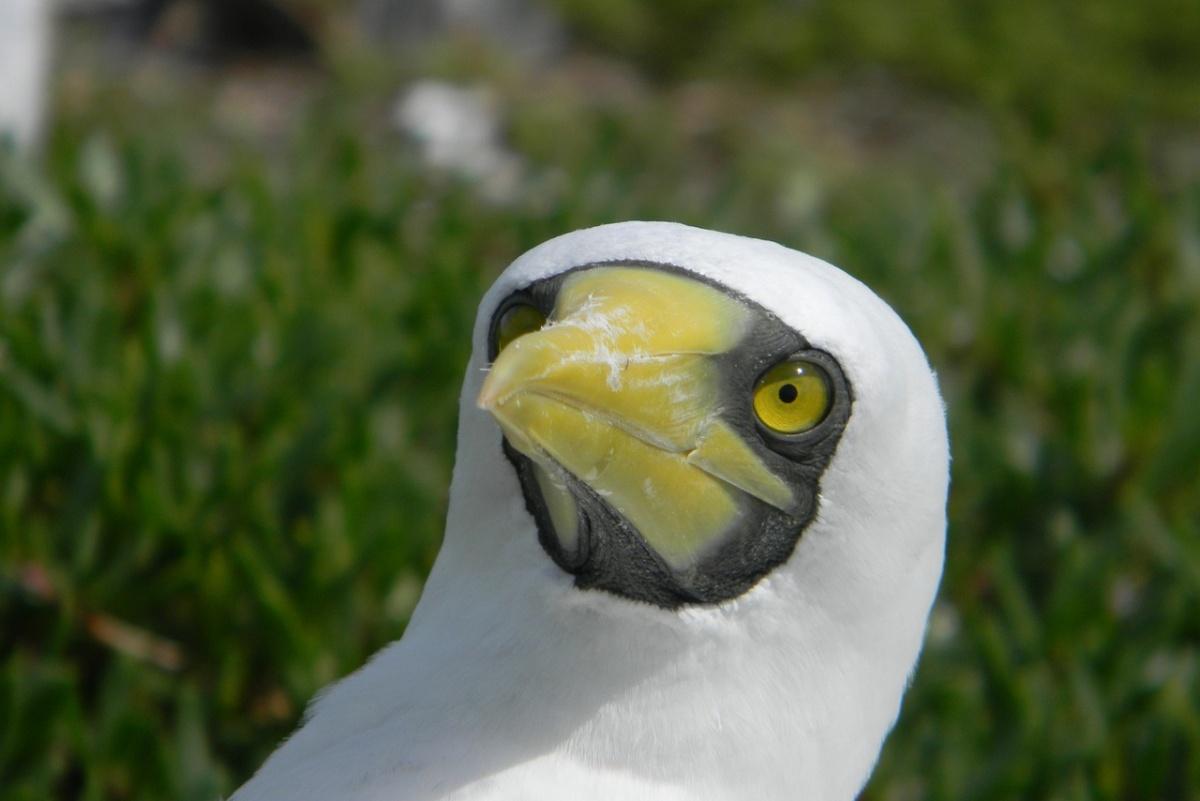 masked booby is one of the native animals of tonga