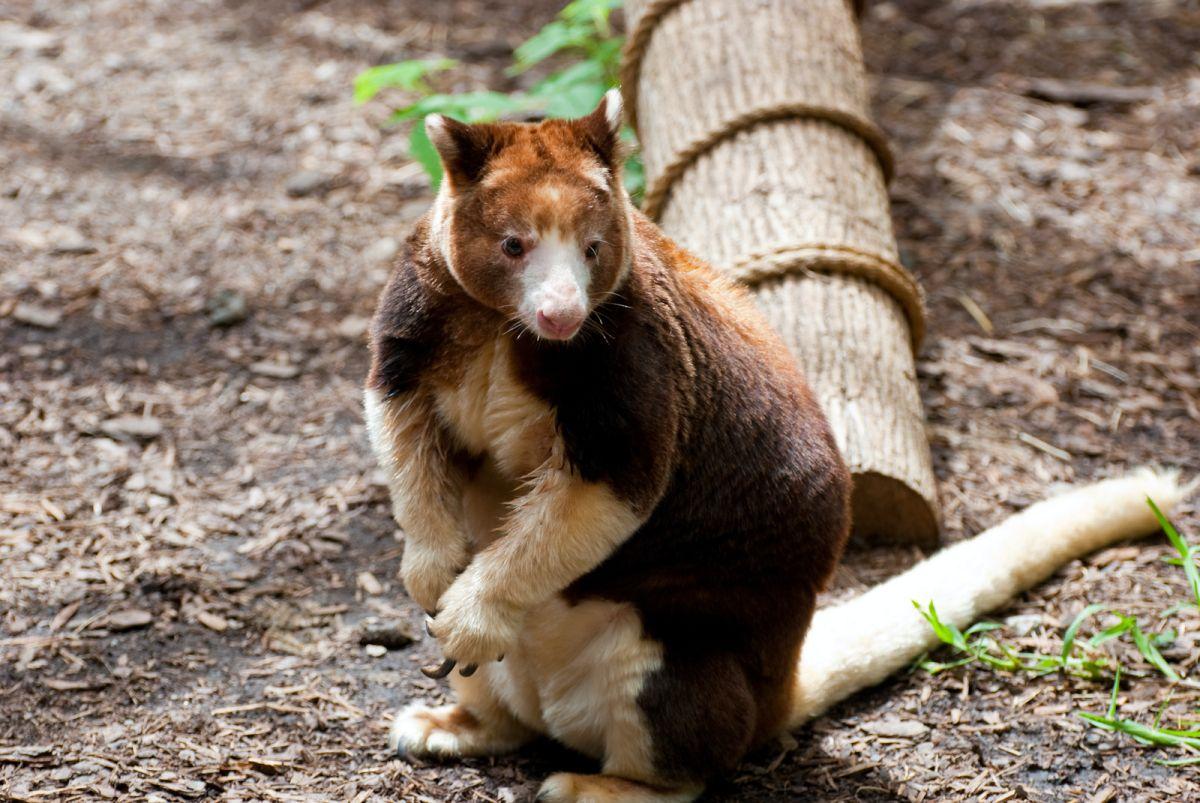 matschie's tree-kangaroo is in the papua new guinea native animals