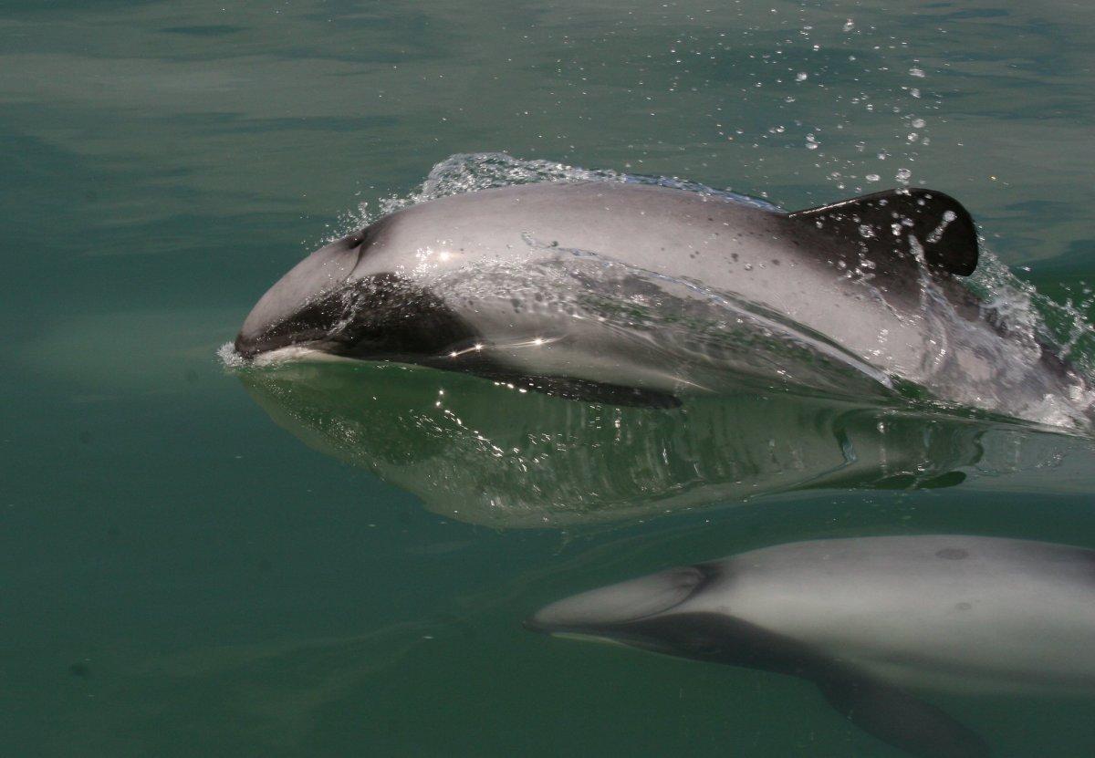 maui dolphin is one of the famous new zealand animals