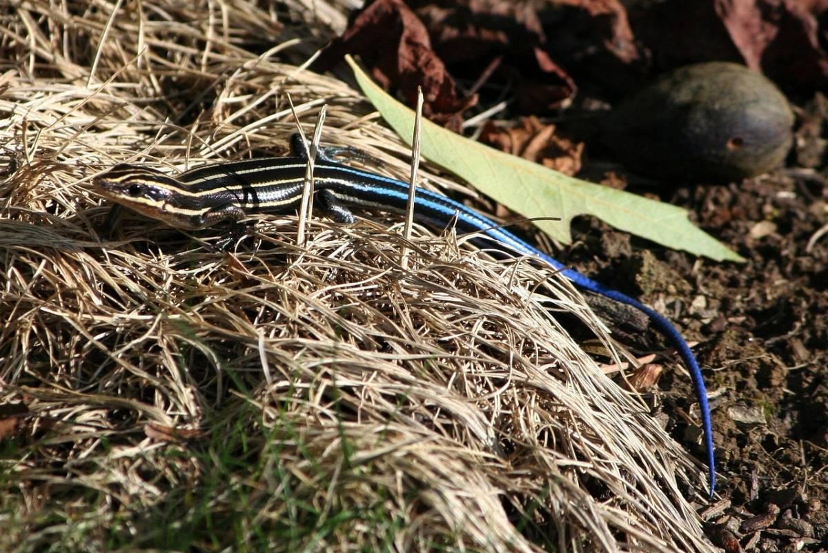 micronesia forest skink