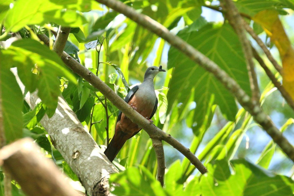 micronesian imperial pigeon