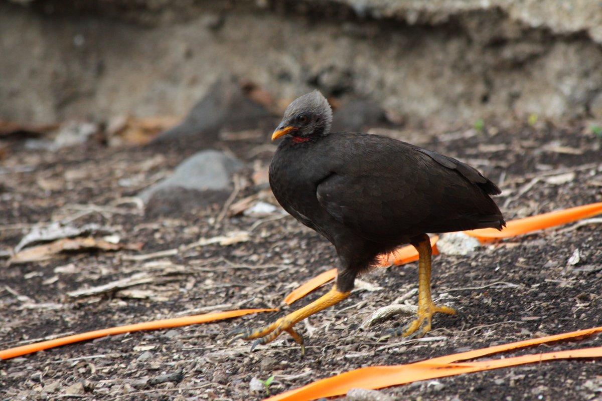 micronesian megapode walking in the wild