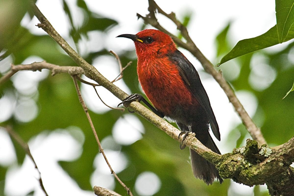 micronesian myzomela